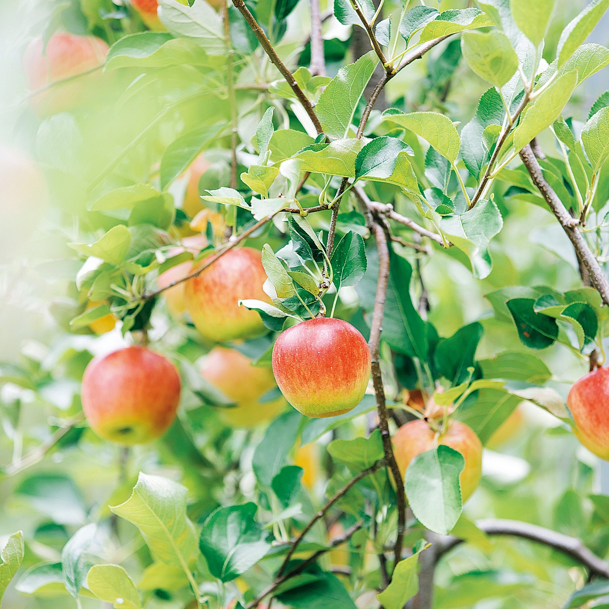 九州りんご村 三翠園 - 福岡地区（東） | ショップ情報 | ソワニエ＋