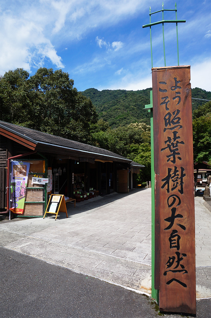 ようこそ照葉樹の大自然へ