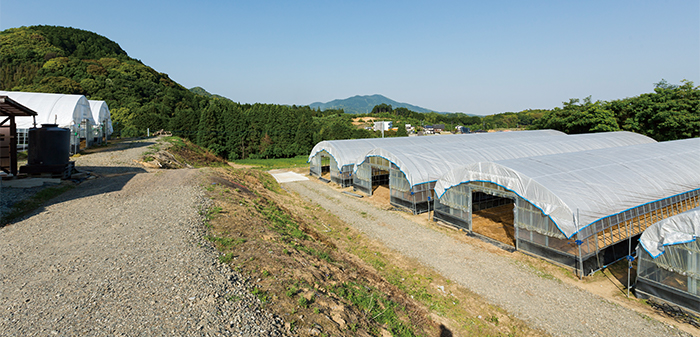 山あいに広がる農園。夏季の栽培はハウスが主体。