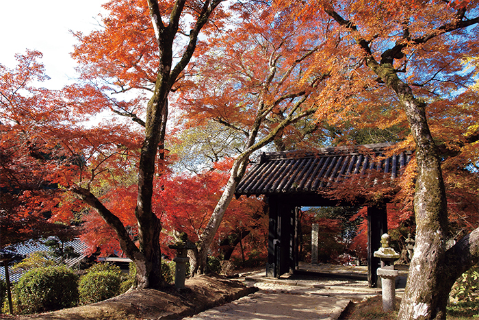 秋月黒門の紅葉